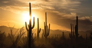 12783-cactus-landscape.400w.tn