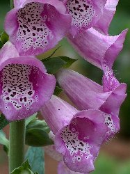 Speckled flower_187x250