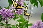 Eastern-Tiger-Swallowtail-Butterfly-Stock-Photo