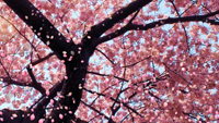 __cherry_blossom